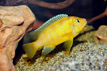 Labidochromis caeruleus fish tank