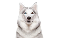 Portrait Of A Dog Breed Siberian Husky With Different Color Eyes Isolated On White Background