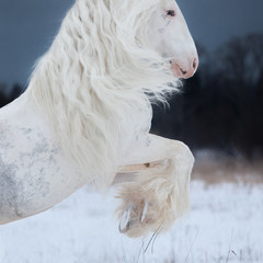 White rearing horse with long mane on winter background, portrait close up.