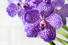 Purple Orchid Wanda Close Up.Shallow Depth Of Field, Soft Effect.