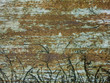 Eisblumen auf verwitterter Holzplatte / Hintergrund