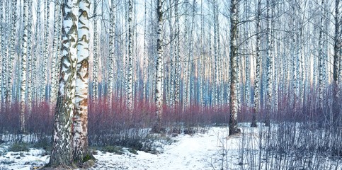 White birch forest covered with white snow against beautiful sunset in winter. Latvia