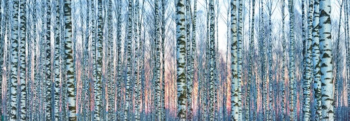 White birch forest covered with white snow against beautiful sunset in winter. Latvia