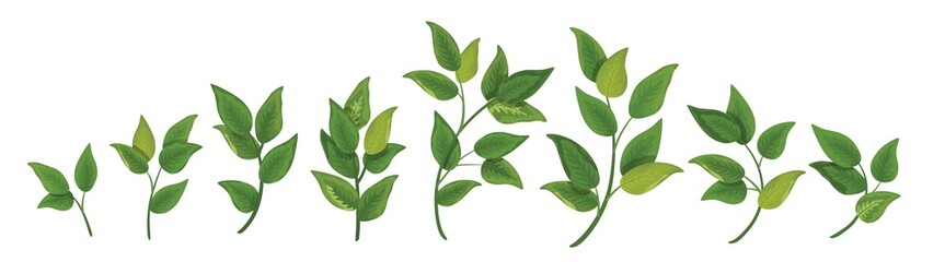 vector designer elements set collection green branch with leaves. decorative beauty elegant illustra