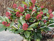 Skimmia japonica - La skimmia du japon, un arbrisseau d'ornement aux fleurs parfumées aux tépales de couleur rose aux boutons teintés de rouge en hivers