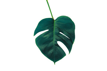 Wall Mural - Monstera green leaf isolated on white background with clipping path for summer and spring design element in blue toned.