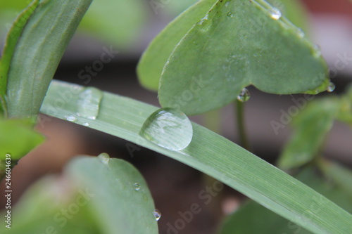 Gotas De Orvalho Buy This Stock Photo And Explore Similar Images