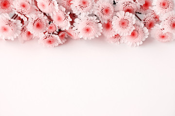 Wall Mural - Flowers in red white colors. Macro. Chrysanthemum flowers on the background of the text. Floral design in spring and summer.
