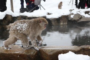 Japanese monkey in Jigokudani Monkey Park in Nagano Prefecture, Japan