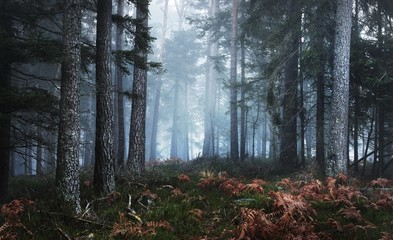 Fototapeta szwecja jodła krajobraz natura mech