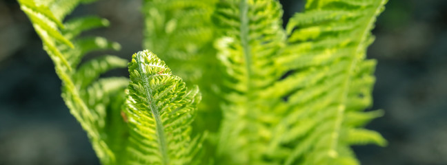 banner spring bright green fern background