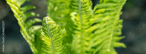 banner spring bright green fern background