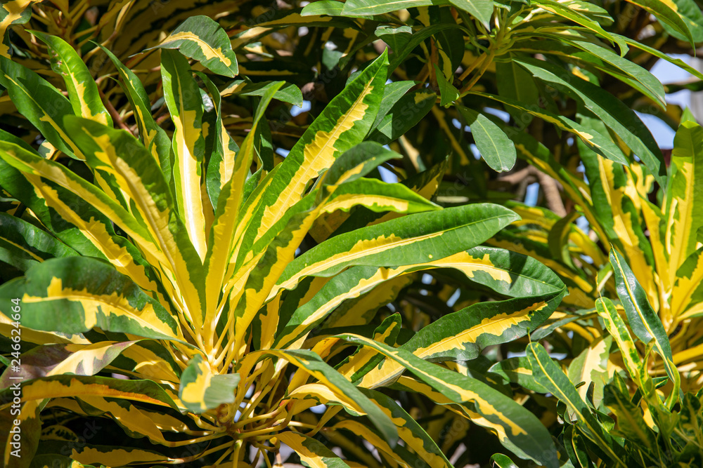 graue palmlilie kaufen Palmlilie - Yucca :21 H:100 cm
