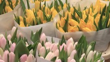 Tulips For Sale In Amsterdam Flower Market