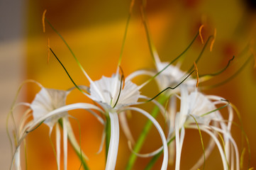 caribbean spider-lily, unique style white flower on multicolored background