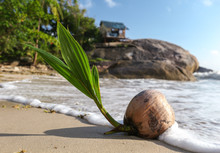 Coconut Tree Sprout Washes Up On The Shore Of A Tropical Beach In Koh Phangan Thailand. Coconuts (Cocos Nucifera) Are Known For Their Versatility Of Uses, Ranging From Food To Cosmetics.