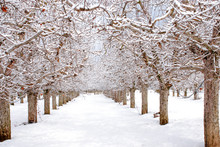 Apple Orchard Under The Snow, Winter Landscape