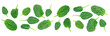 © WDnet Studio - Group of spinach leaves isolated on white background in close-up (high details)