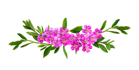 Wall Mural - Pink yarrow flowers and green grass with small leaves in a floral arrangement