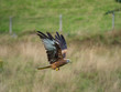© Stephan Morris  - Red Kite ( Milvus milvus )