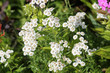White flowers of Achillea ptarmica or European pellitory in garden