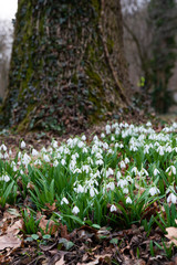 Sticker - beautiful snowdrop background