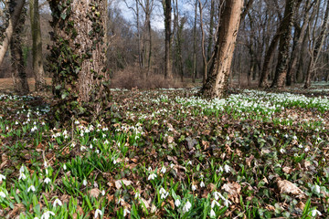 Sticker - beautiful snowdrop background