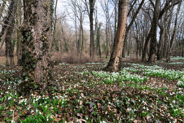 Sticker - beautiful snowdrop background