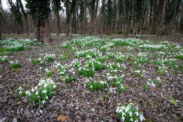 Sticker - beautiful snowdrop background