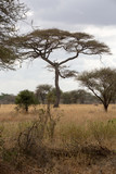 Fototapeta Sawanna - Steppe - Nationalpark - Tansania
