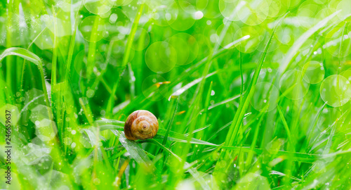 fondo de una hierba verde y mojada