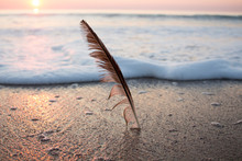 Bird Feather Buried In The Sand Of The Beach, During A Colorful Sunset, Blurred Sunset On Background