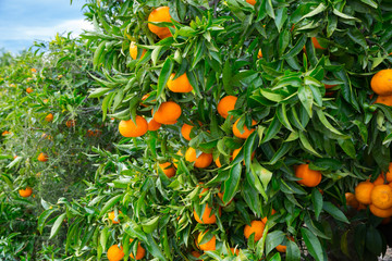 Closeup of ripe tangerines on tree