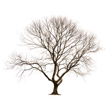 Isolated Tree Without Leaves On White Background.