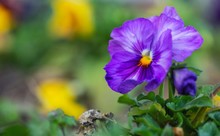 Purple Garden Pansy Flower