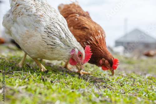 Plakat pasą się kurczaki na podwórku, kury żywią się trawą. ferma drobiu
