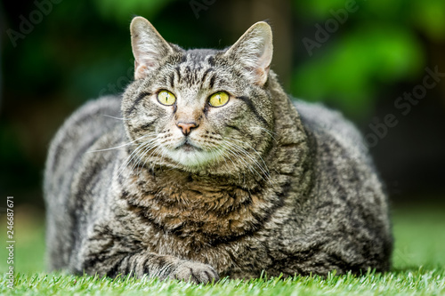 A very fat cat in a garden