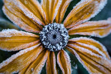 Close Up Of Frozen Yellow Flower