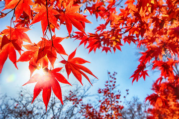 Wall Mural - Colorful Leaves at Cheolam Maple Colony, Taebaek, Gangwondo, South Korea, Asia