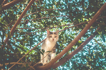 little young cat climbing on tree looking down to the camera
