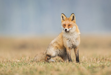 Wall Mural - Fox (Vulpes vulpes)