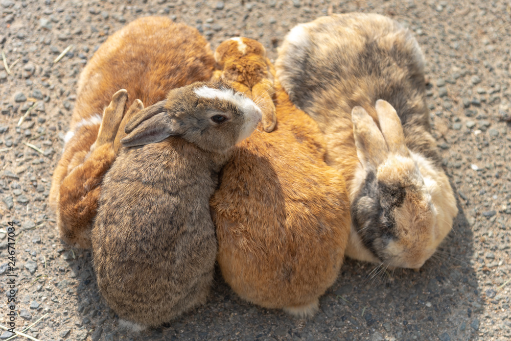 Group of wild rabbits keep warm together on the road in Okunoshima ...