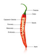 nutrients of chilli.