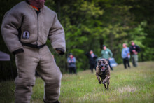Police K9 Training With A Bite Decoy