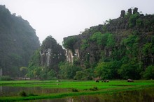 Beautiful Landscape With Rocks And Rice Fields In Ninh Binh And Tam Coc In Vietnam.