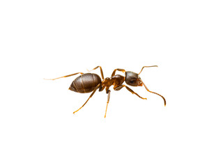ant insect macro isolated on white