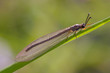 lateral view of antlion insect on green grass leaf