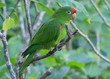 Image of a parrot taken in Panama.