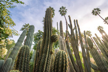 Panorama Of The Majorelle Garden Is A Botanical Garden And Artist's Landscape Park In Marrakech, Morocco. Jardin Majorelle Cactus And Tropical Palms. Paradise Inside The Desert Country
