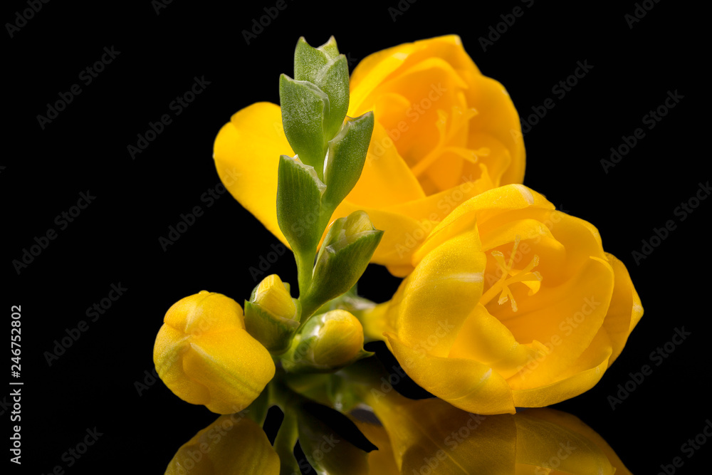 Kwiaty, piękna żółta frezja na czarnym tle - obrazy, fototapety, plakaty 